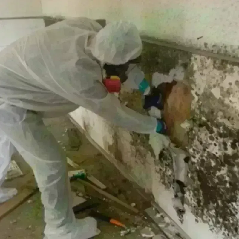 Mold Remediation and Removal in Commerce, OK